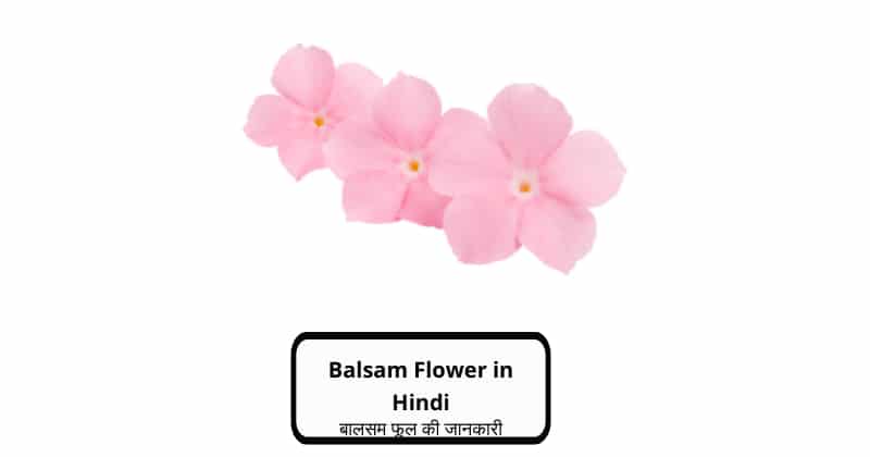 Balsam Flower in Hindi
