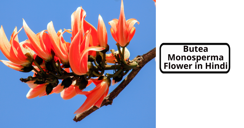 Butea Monosperma Flower in Hindi