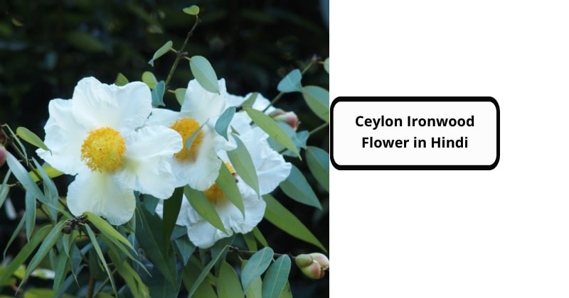 Ceylon Ironwood Flower in Hindi