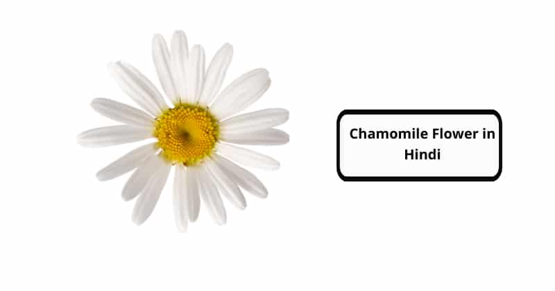 Chamomile Flower in Hindi