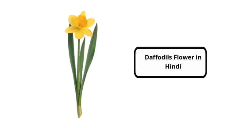 Daffodils Flower in Hindi