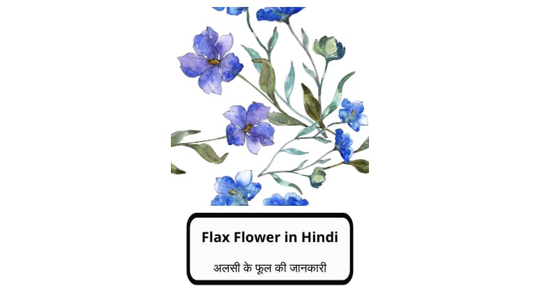 Flax Flower in Hindi