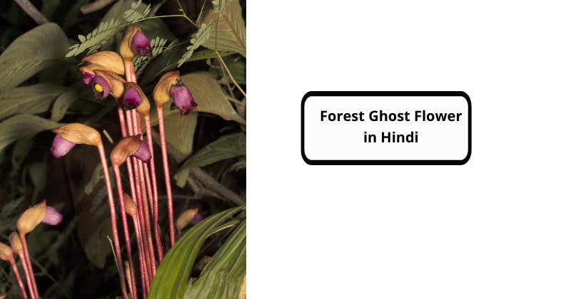 Forest Ghost Flower in Hindi