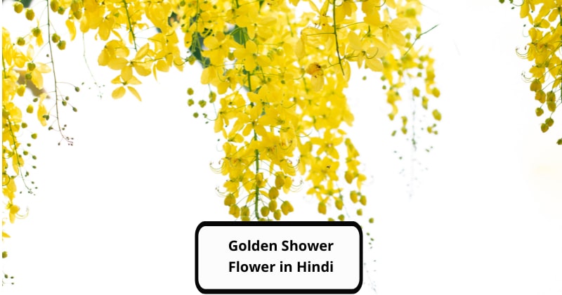 Golden Shower Flower in Hindi