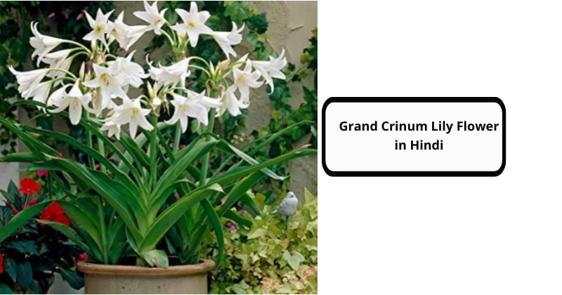 Grand Crinum Lily Flower in Hindi
