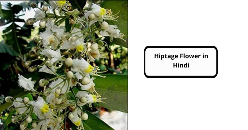 Hiptage Flower in Hindi