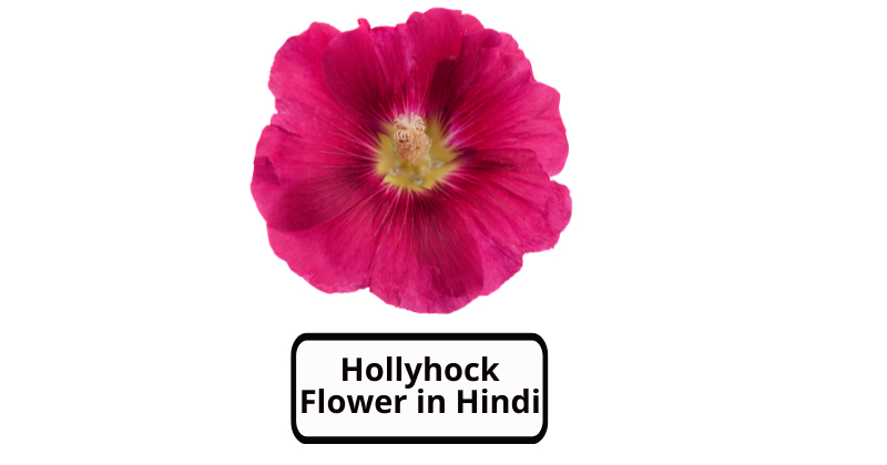 Hollyhock Flower in Hindi