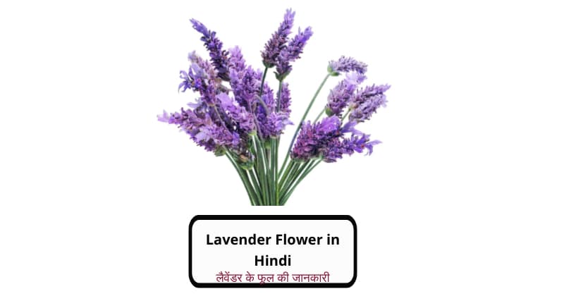 Lavender flower in Hindi