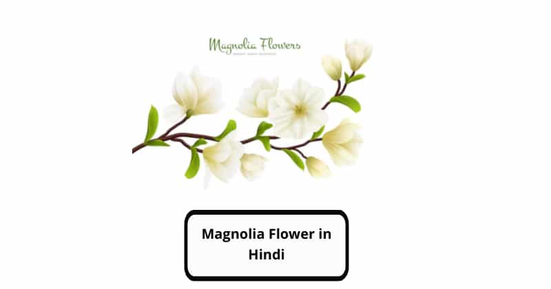 Magnolia Flower in Hindi