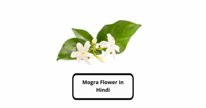 Mogra Flower in Hindi