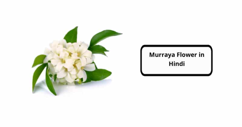 Murraya Flower in Hindi