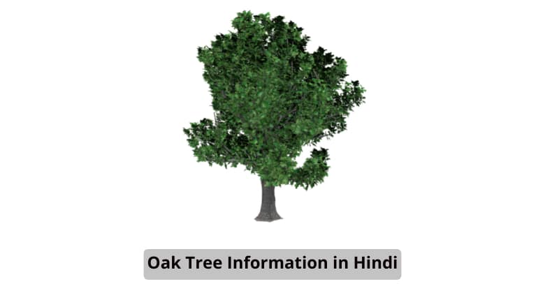 Oak tree information in hindi