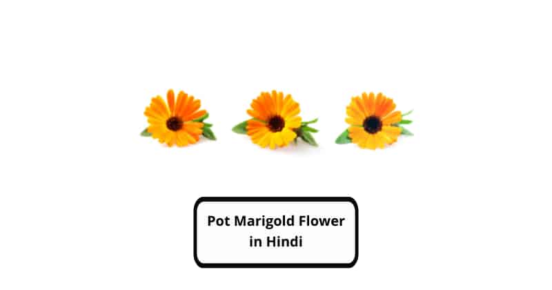 Pot Marigold Flower in Hindi