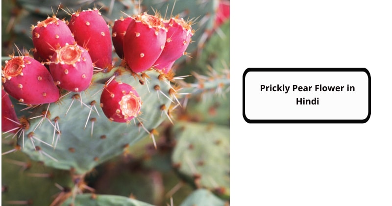 Prickly Pear Flower in Hindi