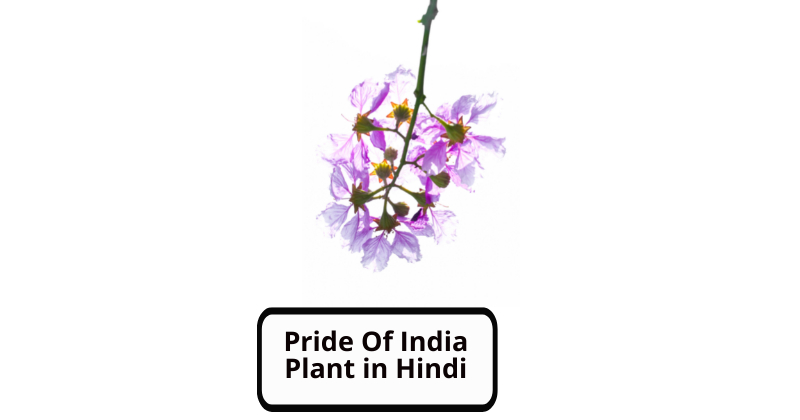 Pride Of India Plant in Hindi