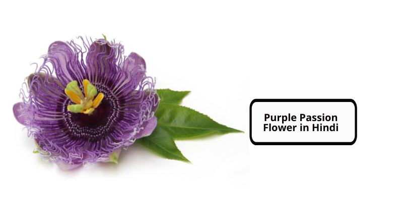 Purple Passion Flower in Hindi