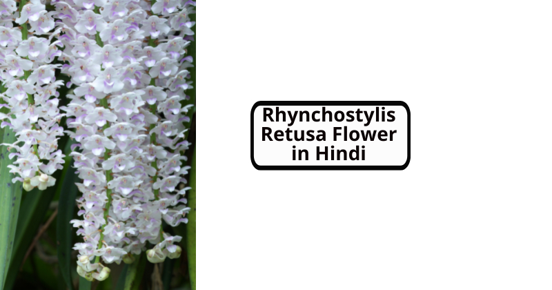 Rhynchostylis Retusa Flower in Hindi
