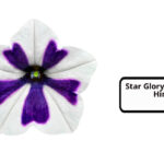 Star Glory Flower in Hindi
