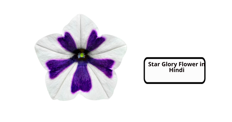 Star Glory Flower in Hindi