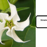 Stramonium Flower in Hindi