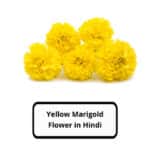 Yellow Marigold Flower in Hindi