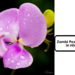 Zombi Pea Flower in Hindi