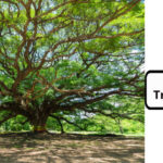 Banyaan Tree in Hindi
