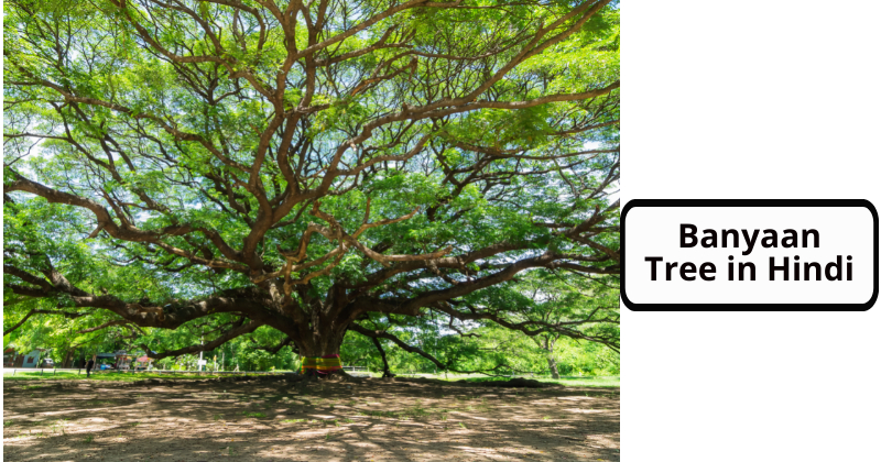 Banyaan Tree in Hindi