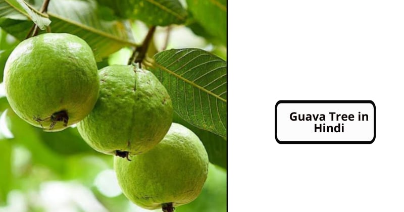 Guava Tree in Hindi