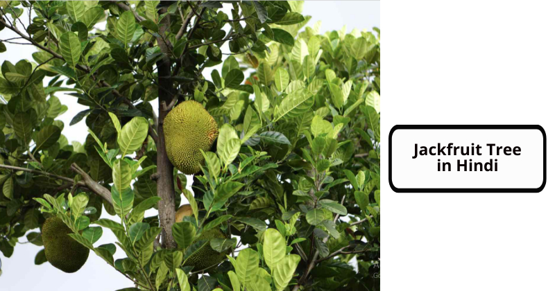Jackfruit Tree in Hindi