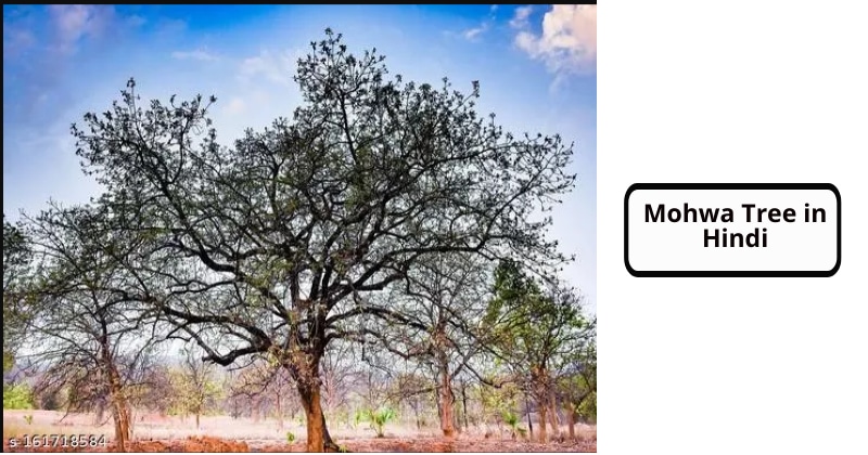 Mohwa Tree in Hindi