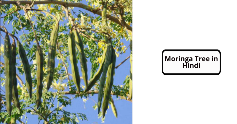 Moringa Tree in Hindi