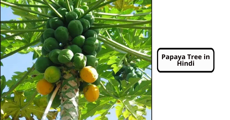 Papaya Tree in Hindi