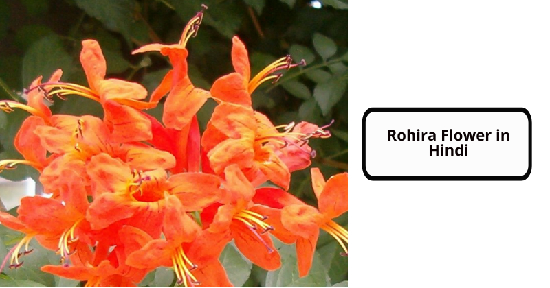 Rohira Flower in Hindi