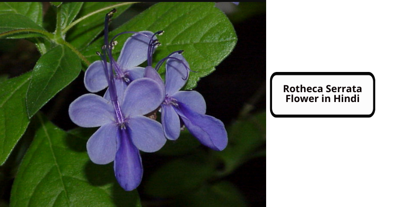 Rotheca Serrata Flower in Hindi