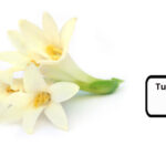 Tuberose Flower in Hindi